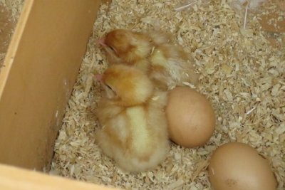 Meet My New Chicks